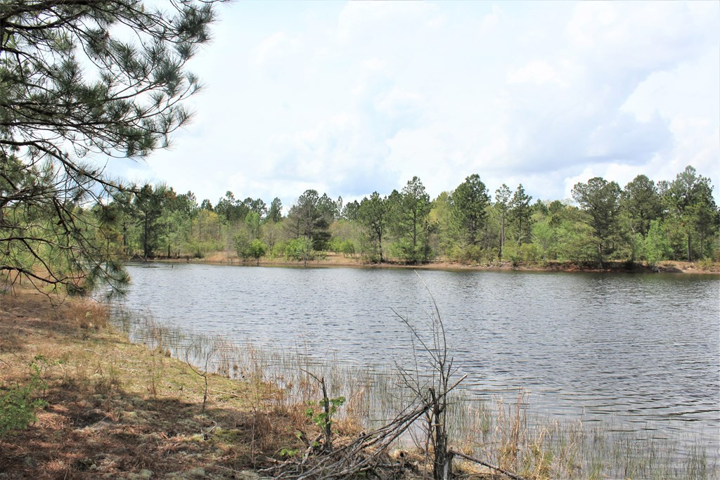464 Webbs Pond Road Williston, SC 29853 - Photo 5 of 17