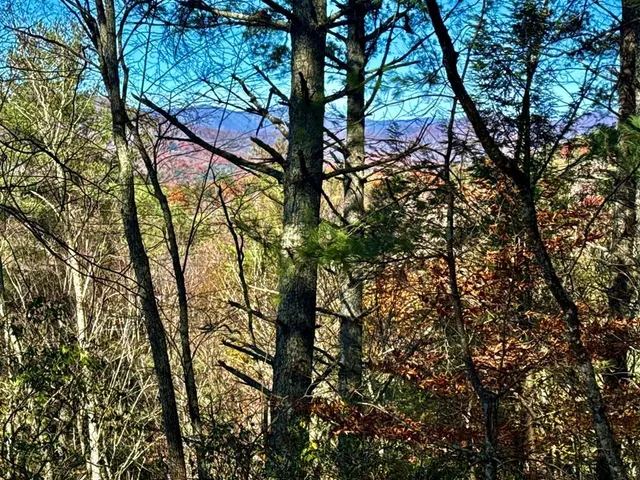 a backyard of a house with lots of trees