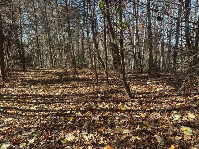 a view of a yard with large trees
