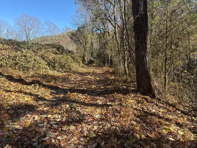 a view of a forest with a tree