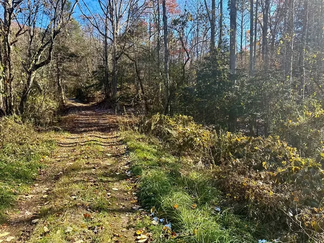 a view of a tree with a yard