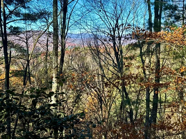 a view of a yard with plants and trees