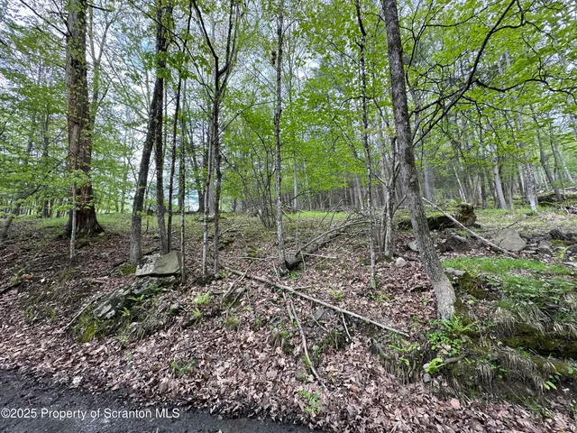 a view of a forest with trees in the background