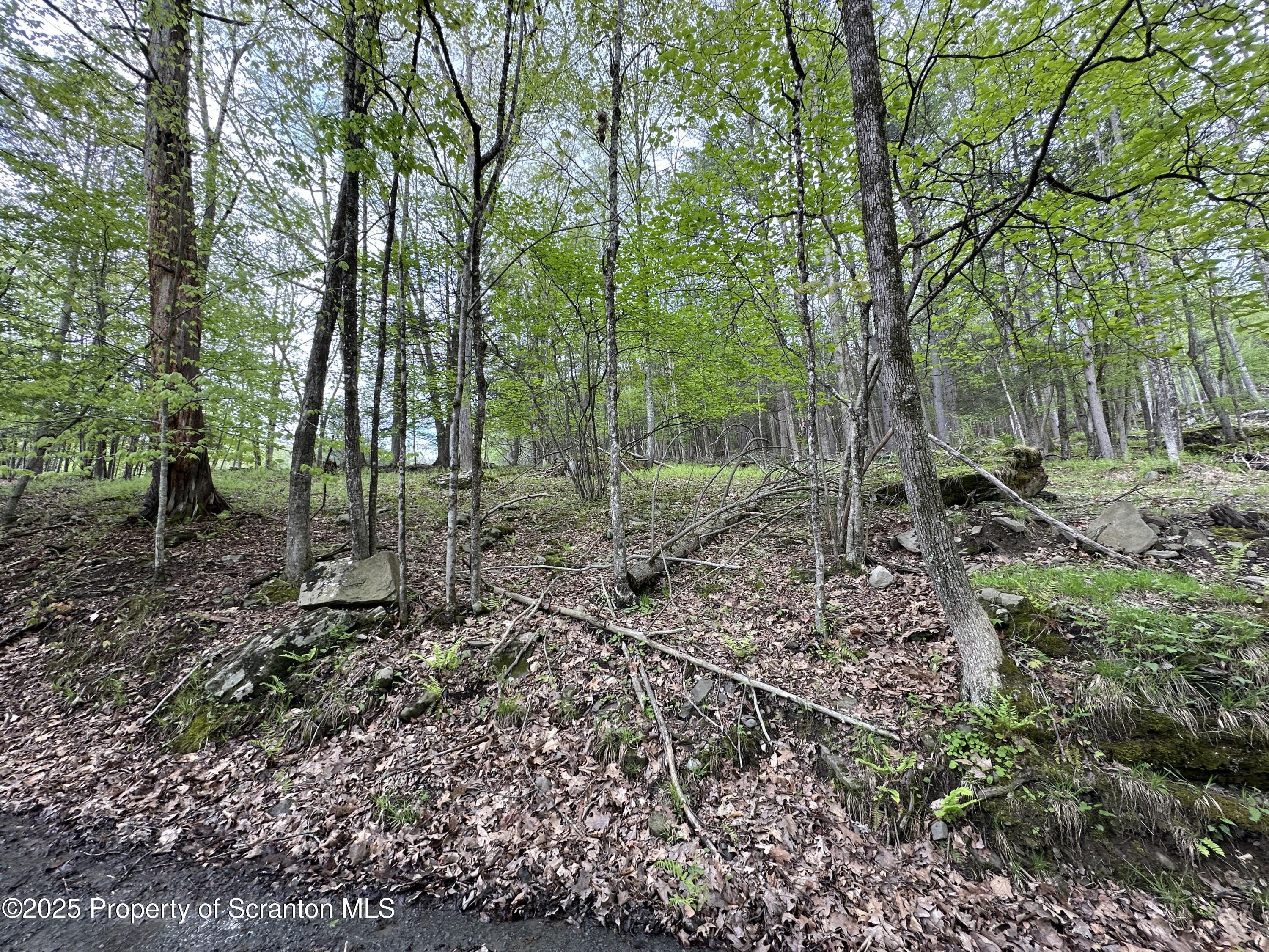1 River Road Damascus, PA 18415 - Photo 3 of 17 a view of a forest with trees in the background