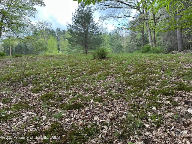 a view of a lush green space
