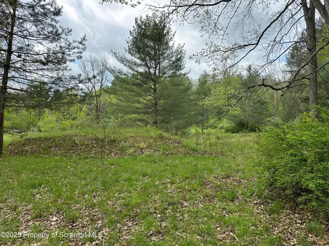 a view of a lush green space