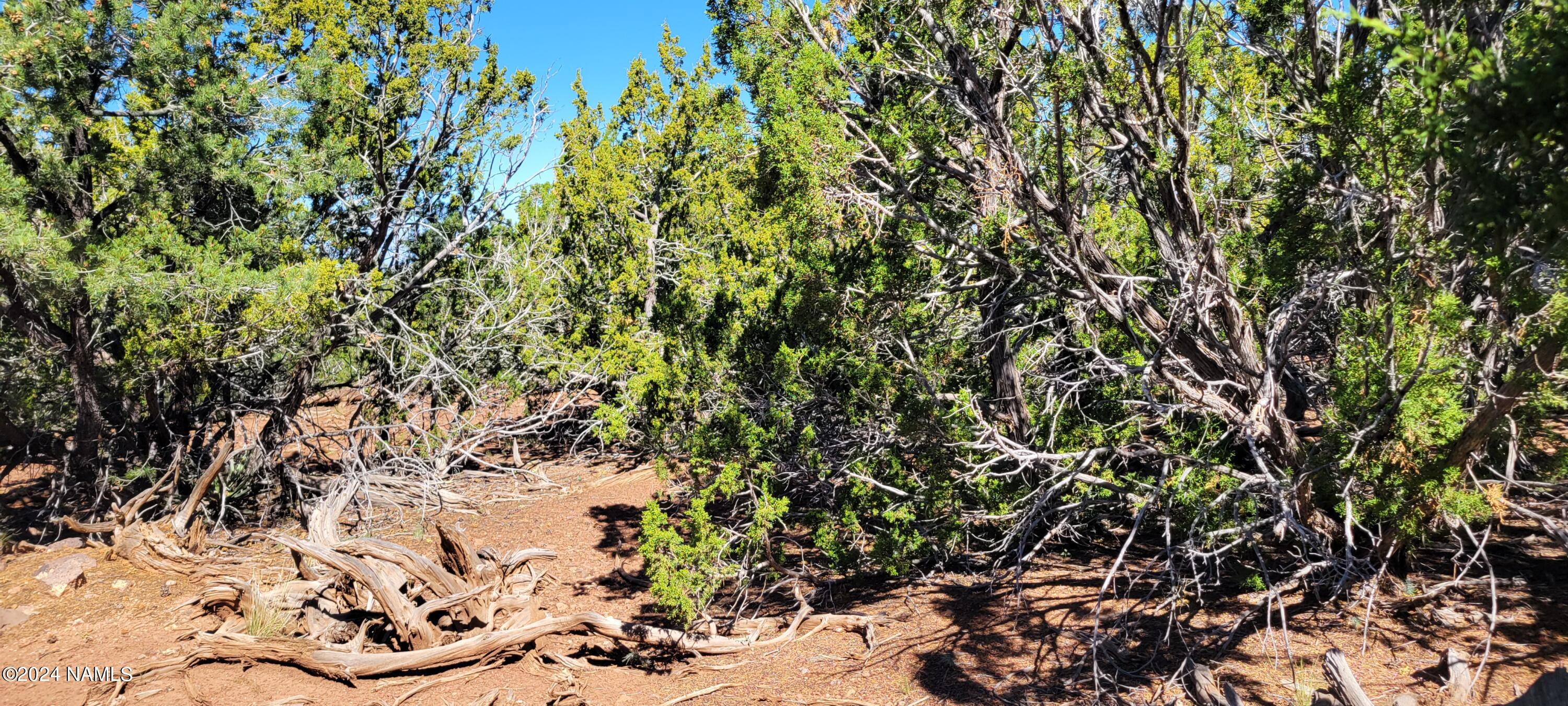 2394 East Fir Road Williams, AZ 86046 - Photo 11 of 11 a view of a tree