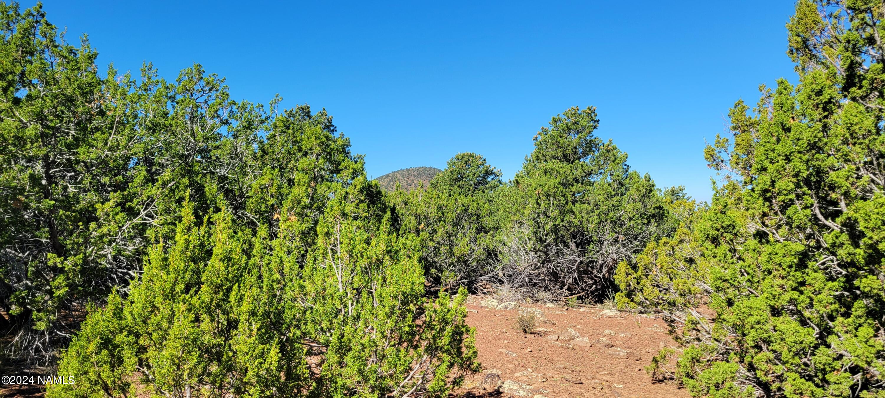 2394 East Fir Road Williams, AZ 86046 - Photo 2 of 11 a view of a plant in a garden