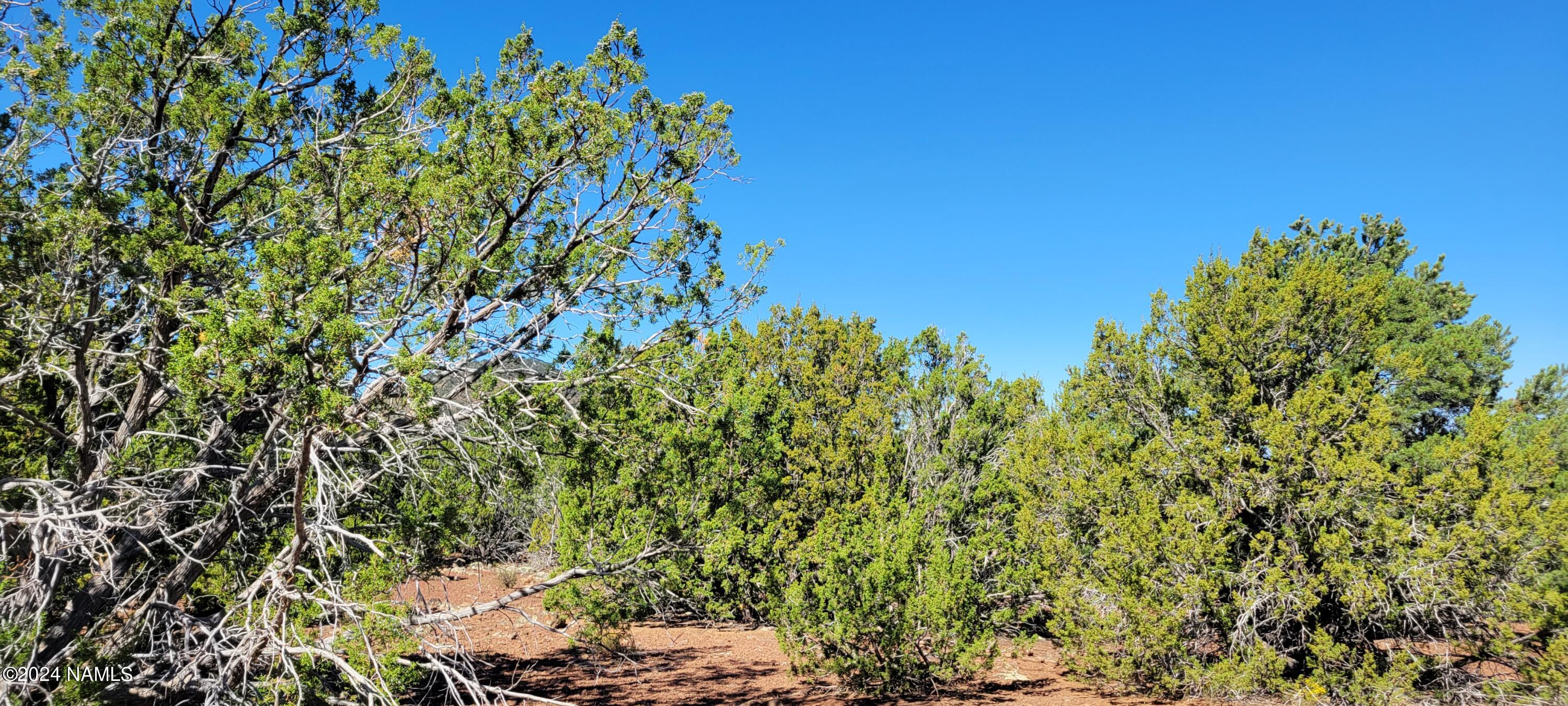 2394 East Fir Road Williams, AZ 86046 - Photo 5 of 11