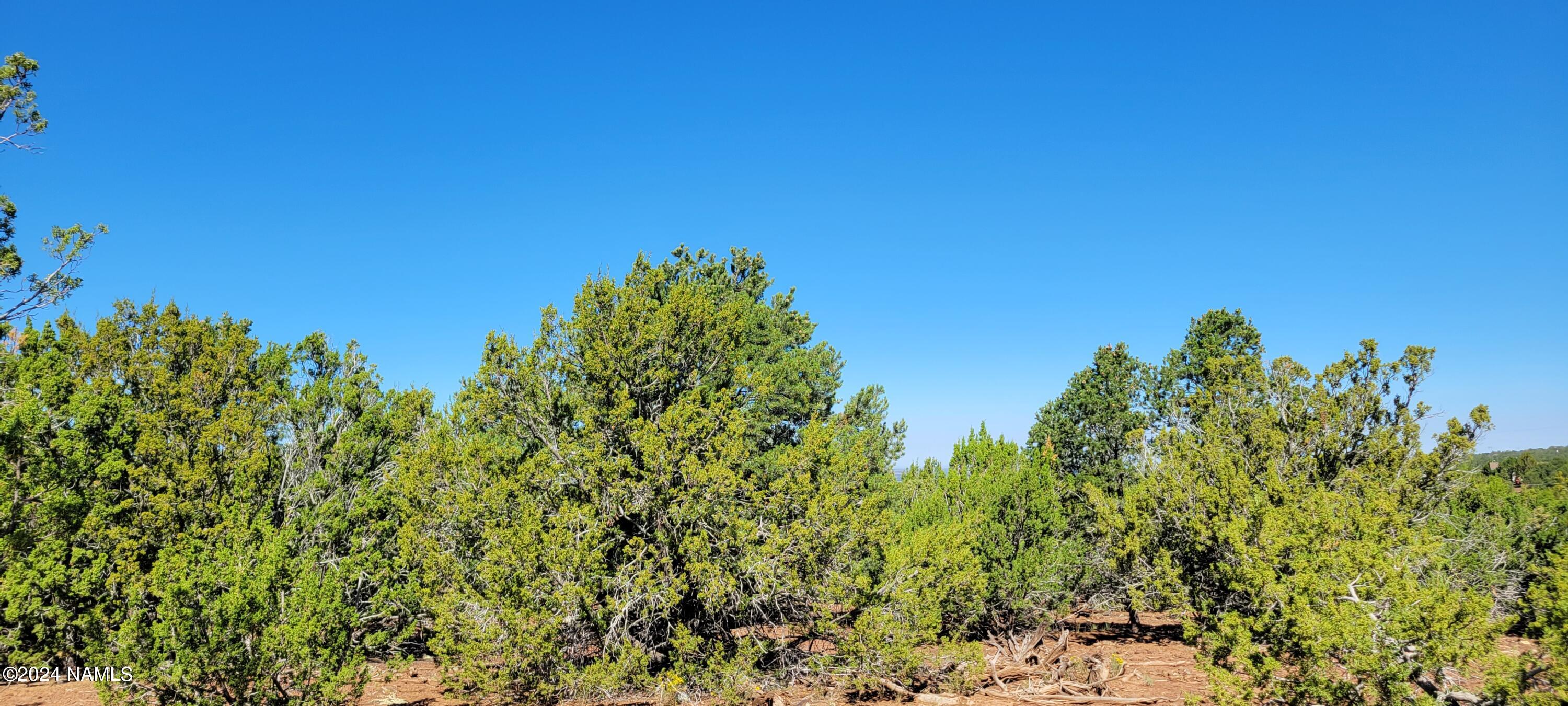 2394 East Fir Road Williams, AZ 86046 - Photo 6 of 11 a view of a large yard with plants and small trees