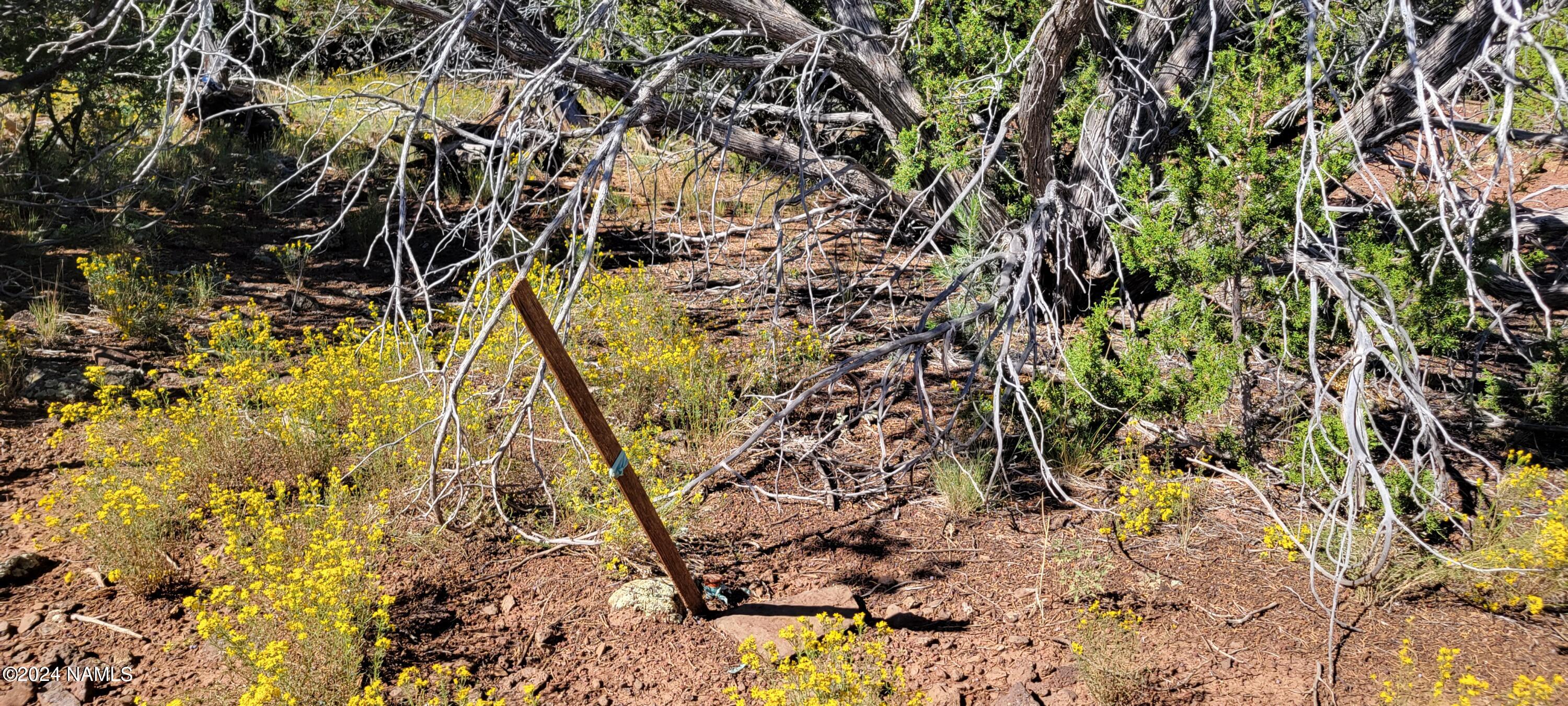 2394 East Fir Road Williams, AZ 86046 - Photo 7 of 11 a picture of a tree