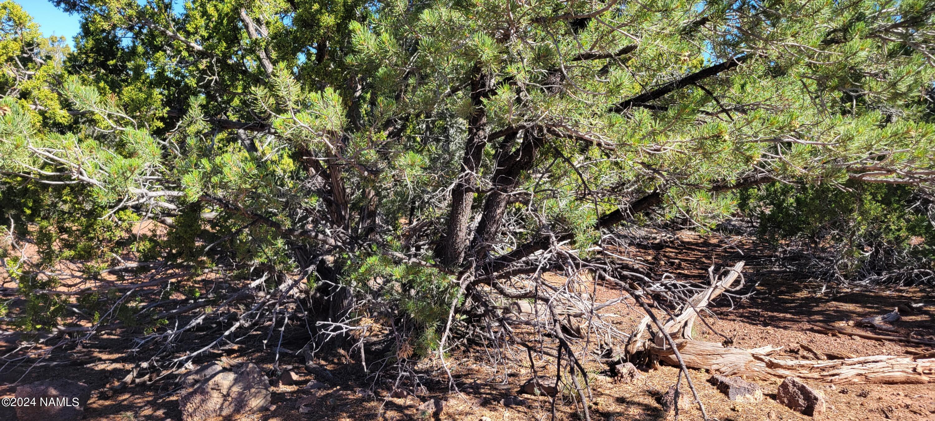 2394 East Fir Road Williams, AZ 86046 - Photo 8 of 11 a view of a tree