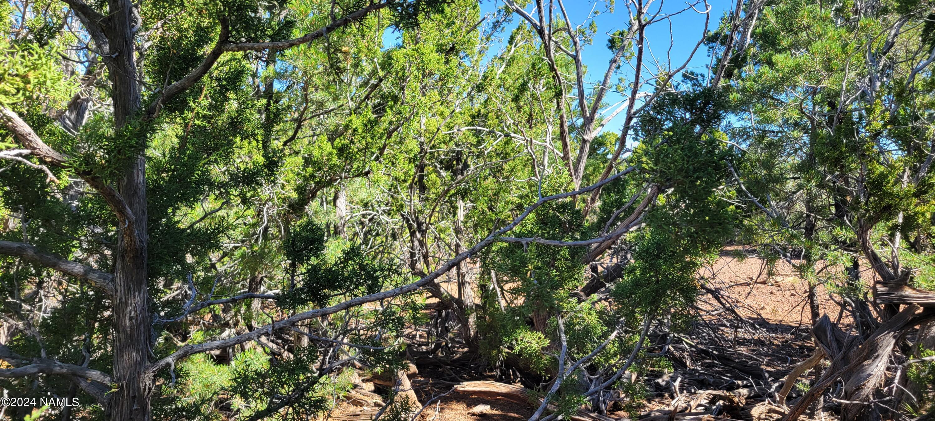 2394 East Fir Road Williams, AZ 86046 - Photo 10 of 11 a backyard of a house with lots of green space