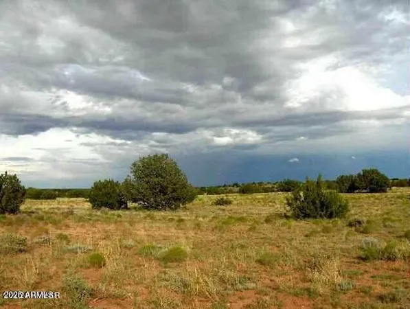 a view of a dry field with trees in the background