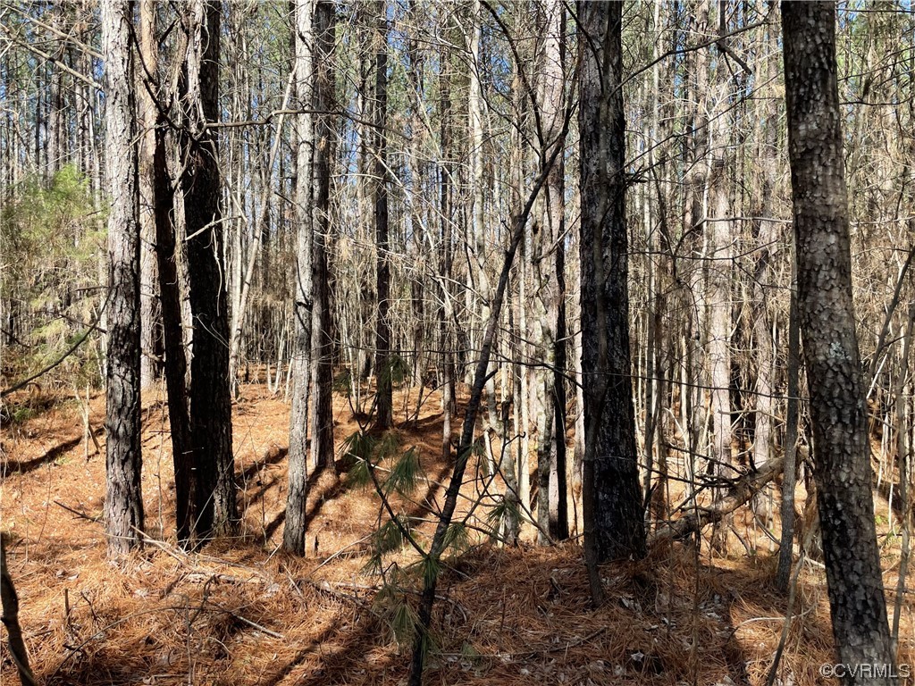 0 Double Bridges Road Keysville, VA 23947 - Photo 11 of 11 a view of forest