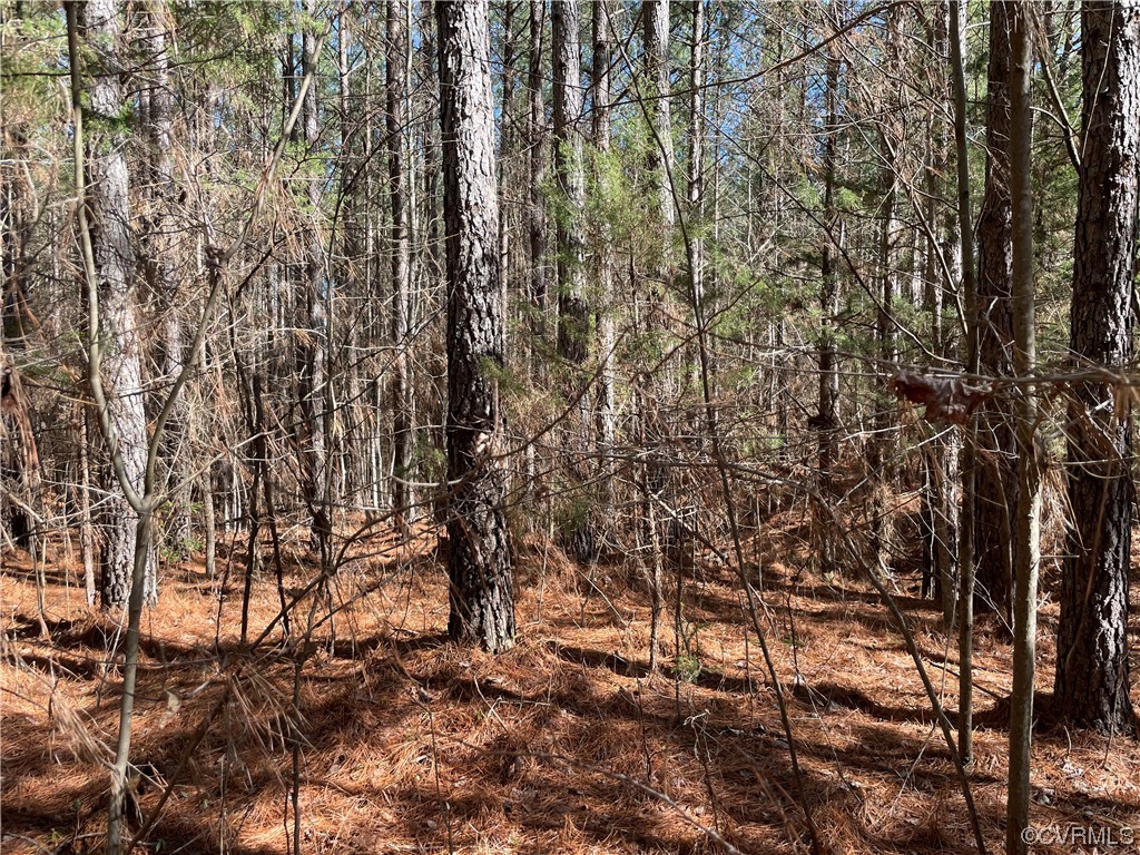 0 Double Bridges Road Keysville, VA 23947 - Photo 9 of 11 a view of a yard with a tree