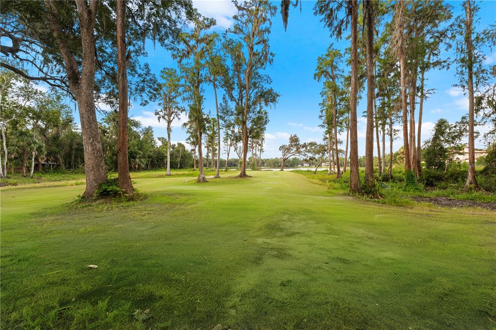 16619 Indian Mound Road Tampa, FL 33618 - Photo 11 of 26 a view of a trees with a big yard