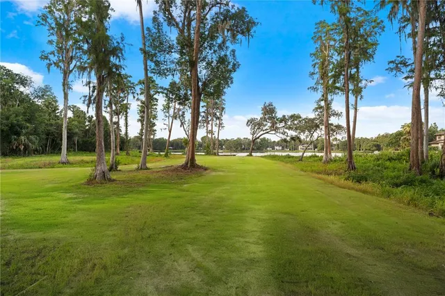 a view of a tree in a park