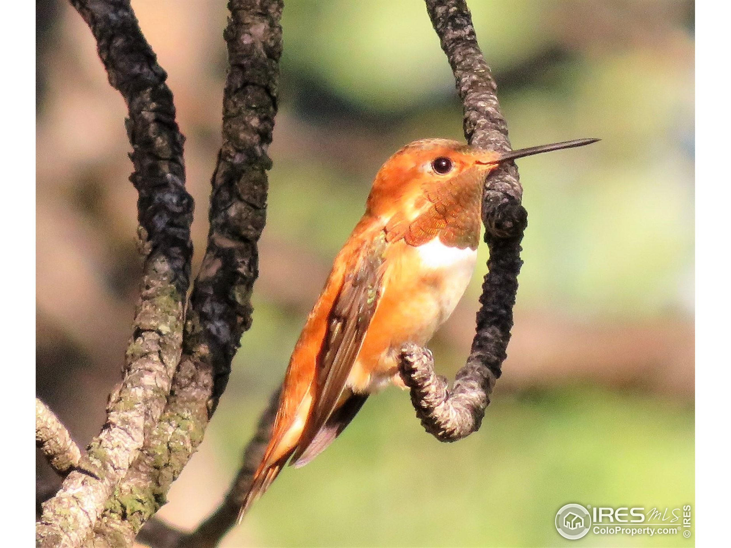 3 Fox Meadow Lane, Unit LOT 3 Red Feather Lakes, CO 80545 - Photo 19 of 25 a view of water heater room