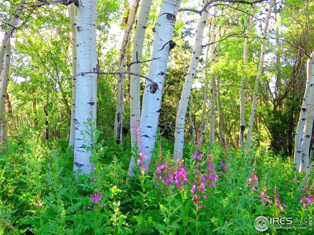 $69,900 | 3 Fox Meadow Lane, Unit LOT 3, Red Feather Lakes, CO 80545