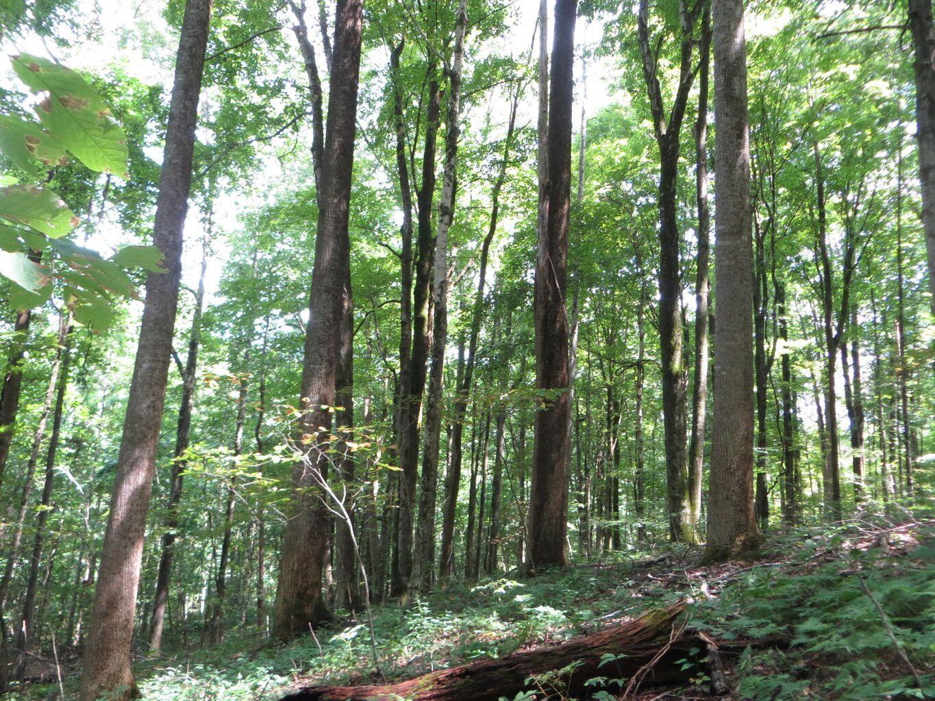 1670 Cherokee Ridge Road, Unit 121/122/123 Pikeville, TN 37367 - Photo 11 of 20 121 11