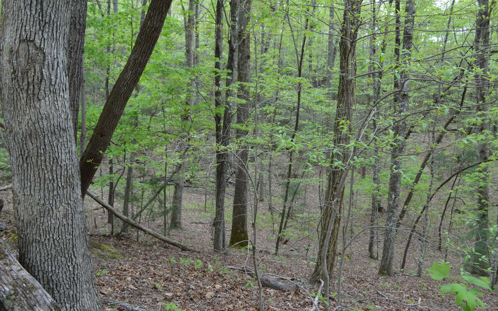 Lot 12 North Ridge Trail Brasstown, NC 28902 - Photo 10 of 11 Additional View