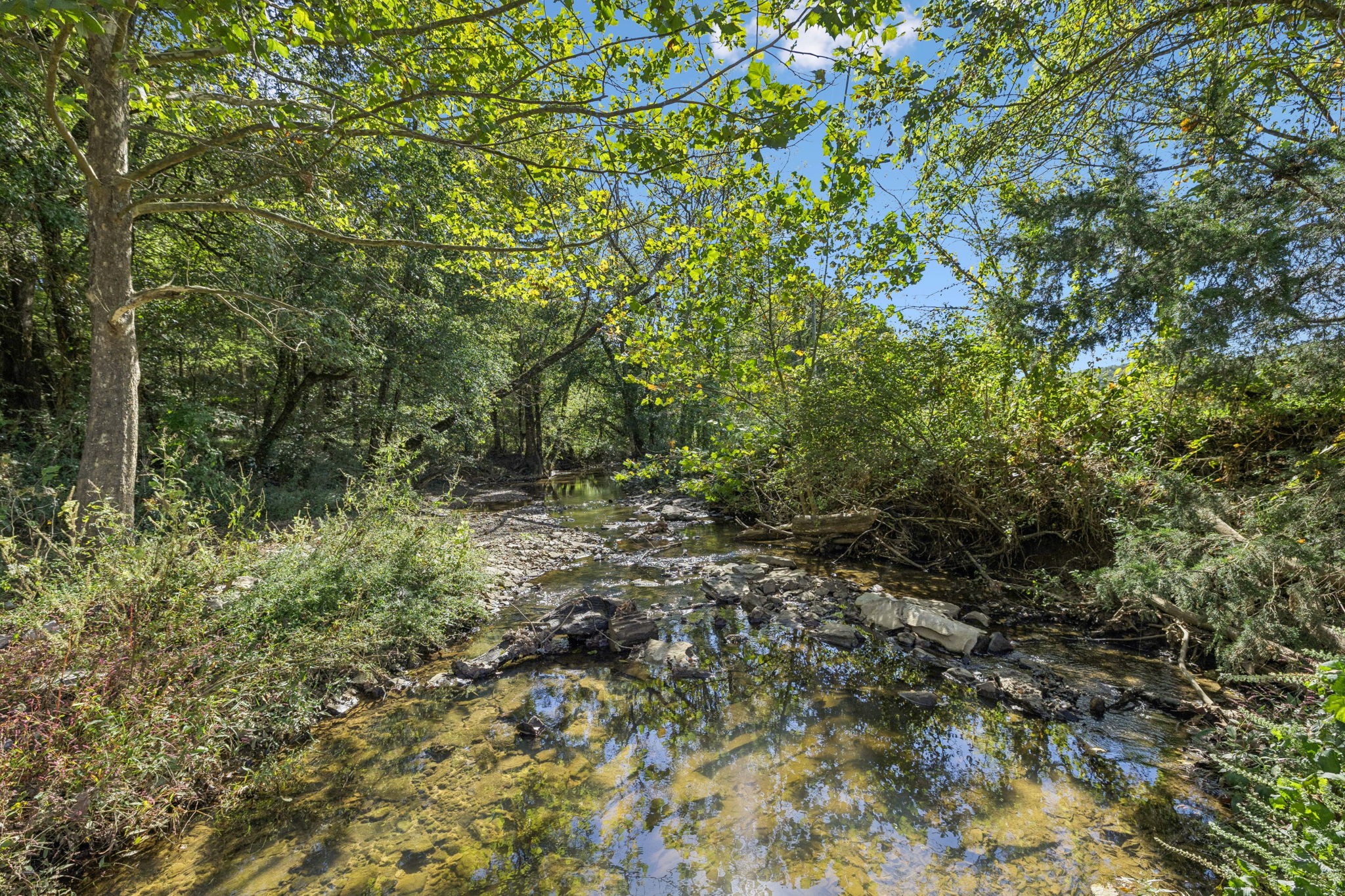 284 Duck Branch Road Fayetteville, TN 37334 - Photo 4 of 47 a view of a lush green forest with lots of trees