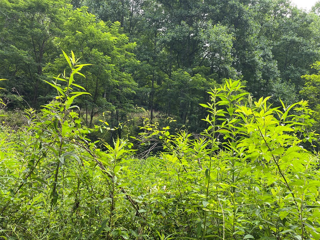 0 Bates Creek Road Murphy, NC 28906 - Photo 6 of 7