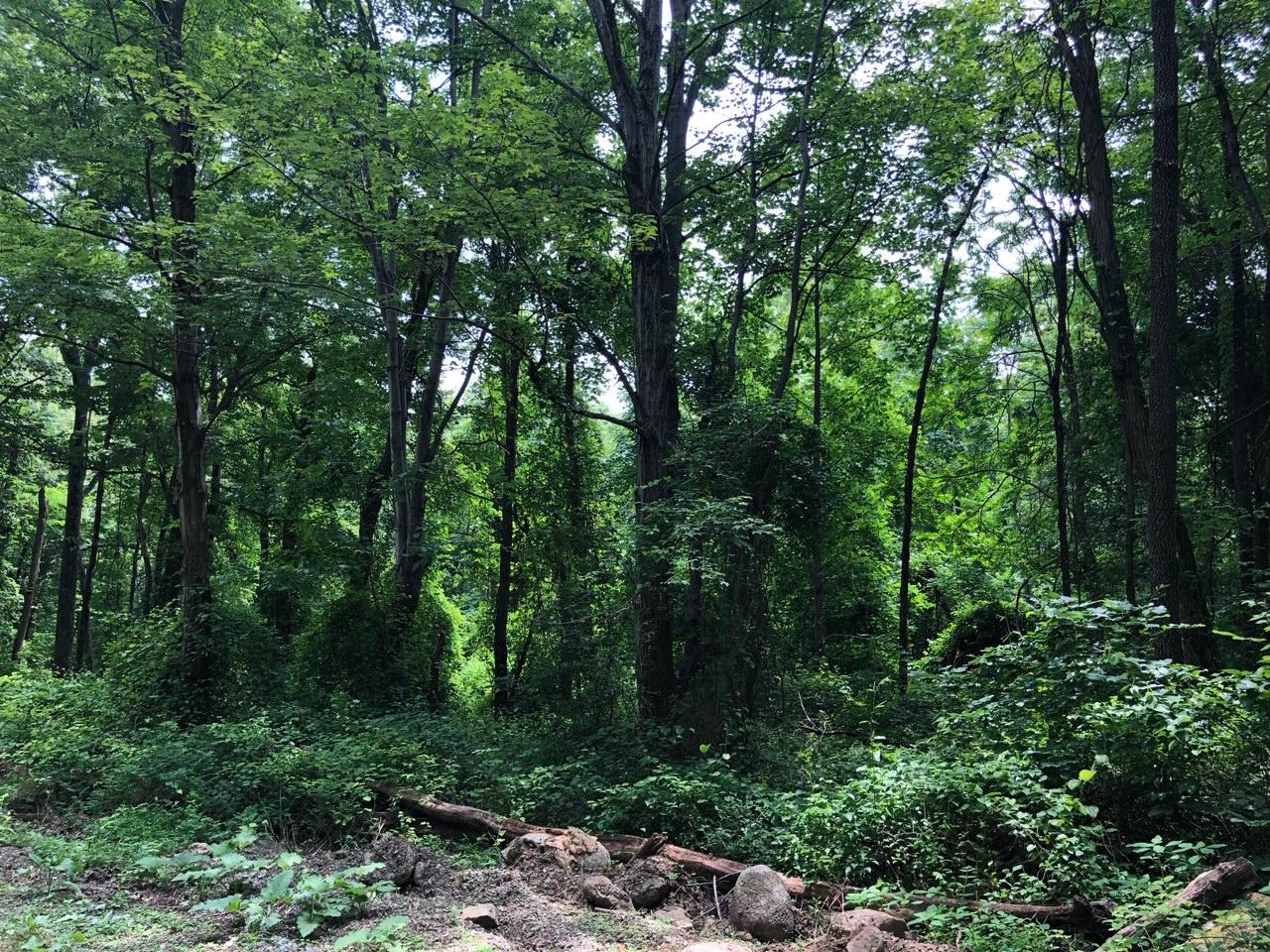 0 Sandy Ford Road Thaxton, VA 24174 - Photo 3 of 20 a view of a forest with trees