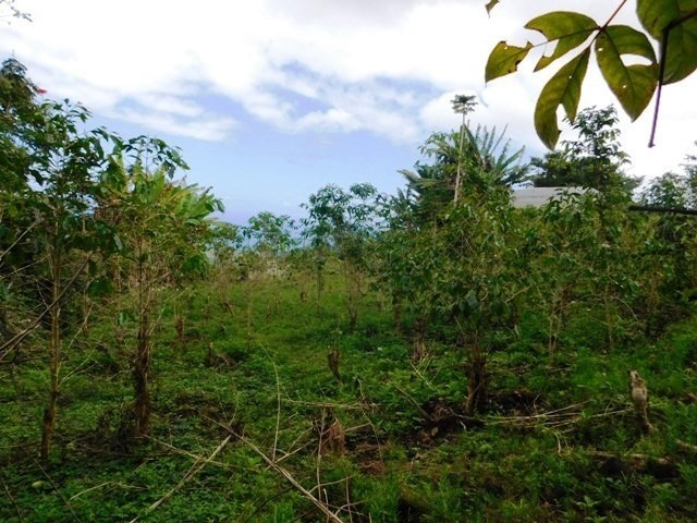 83-5556 Hawaii Belt Road Captain Cook, HI 96704 - Photo 2 of 12 Gallery Image 2