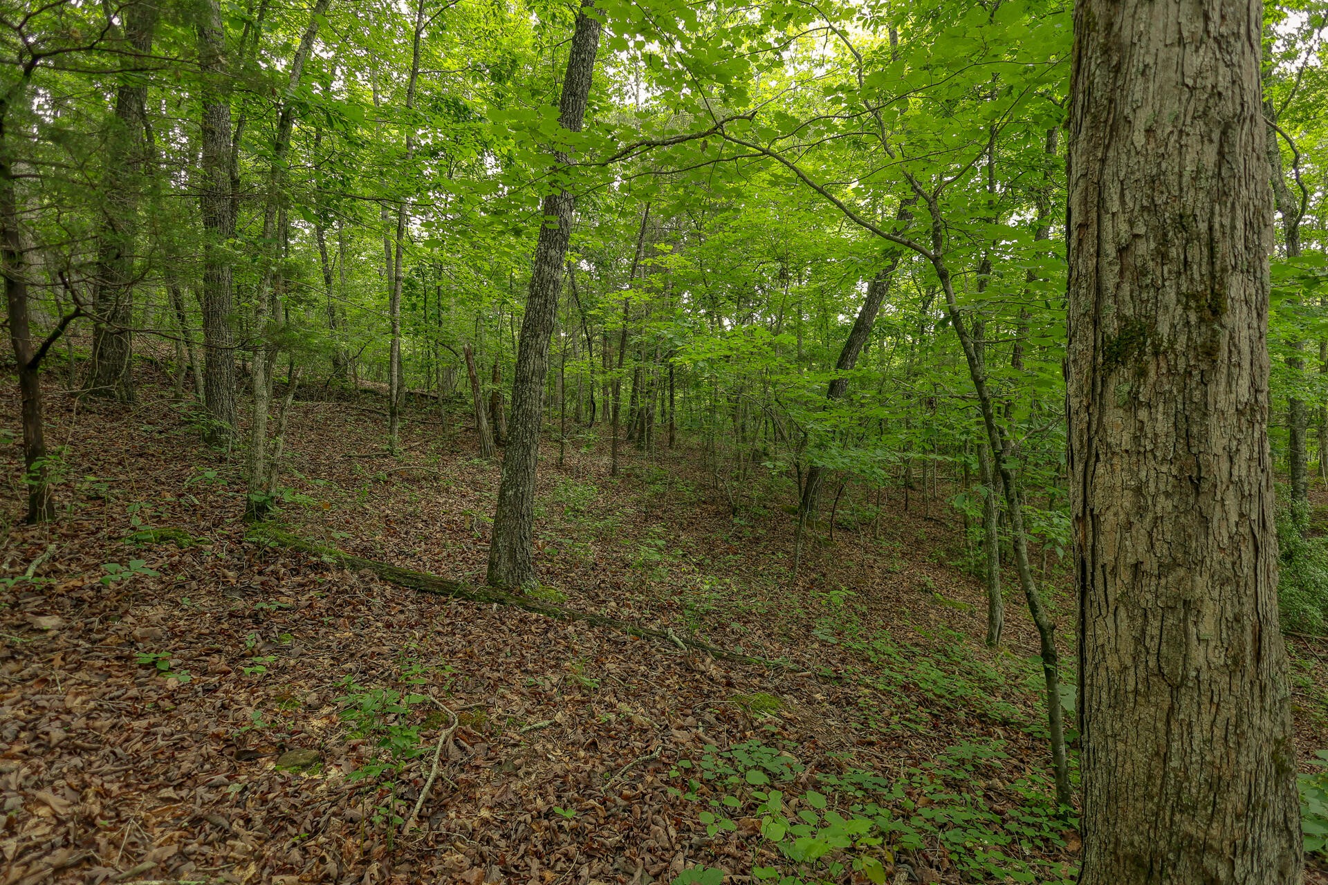0 Proffitt Hill Lane Decatur, TN 37322 - Photo 2 of 45 Gallery Image 2
