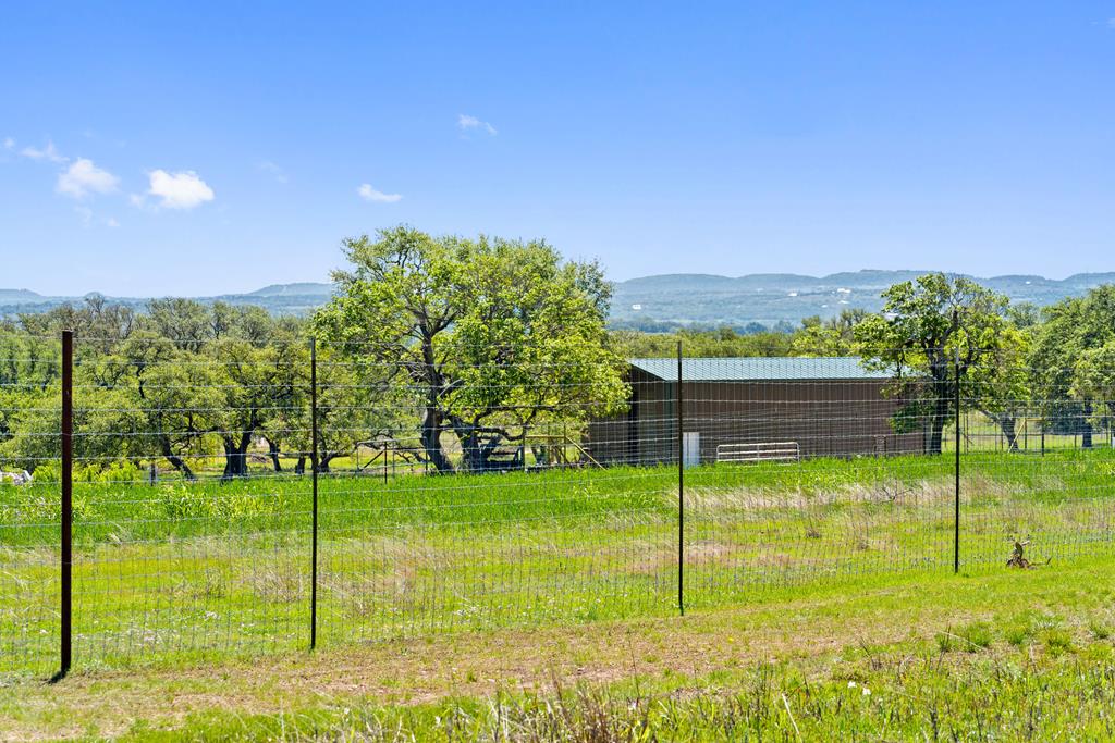 a view of a garden with a tree