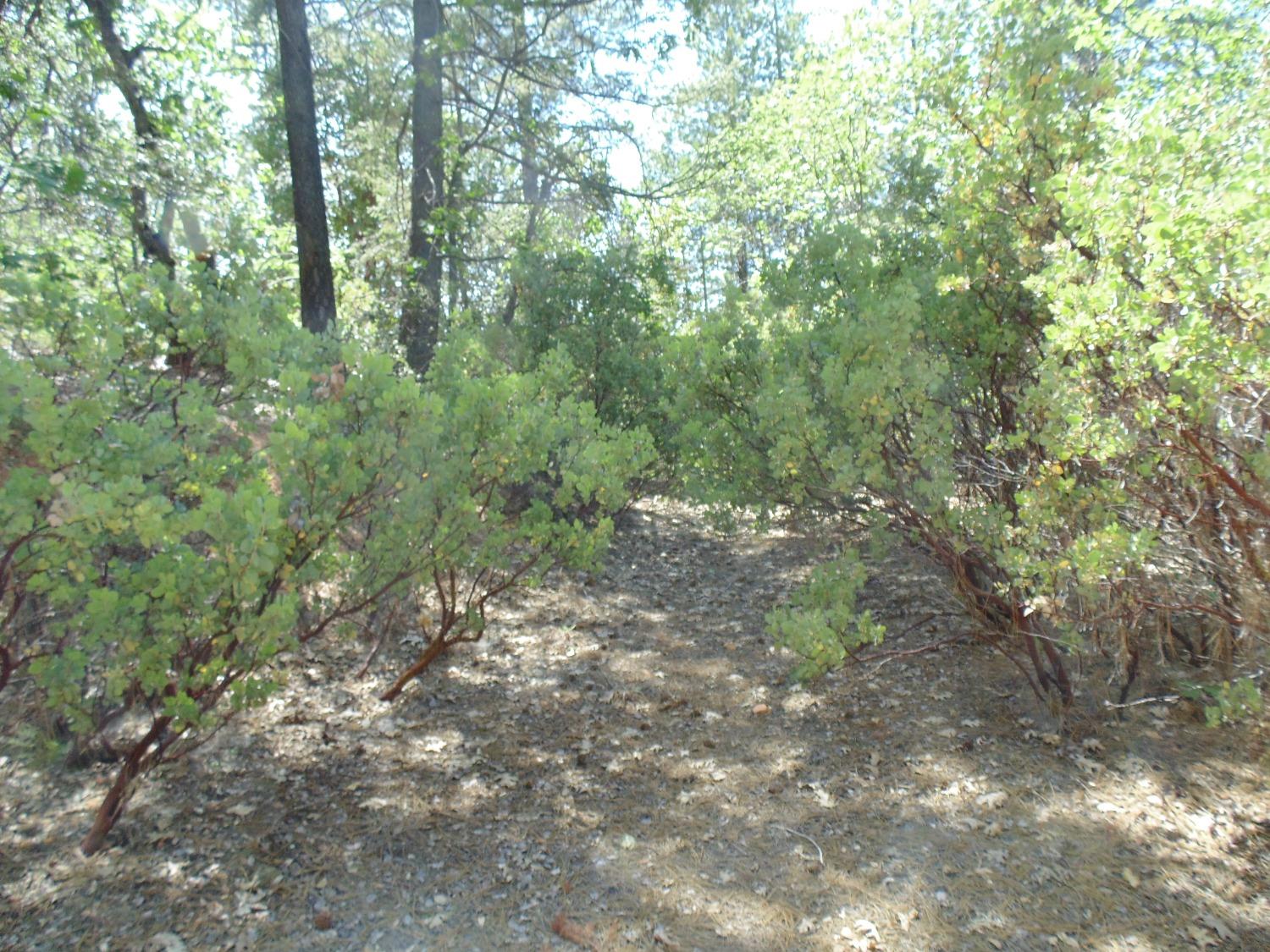 35 Balderston Road Georgetown, CA 95634 - Photo 14 of 37 a view of forest