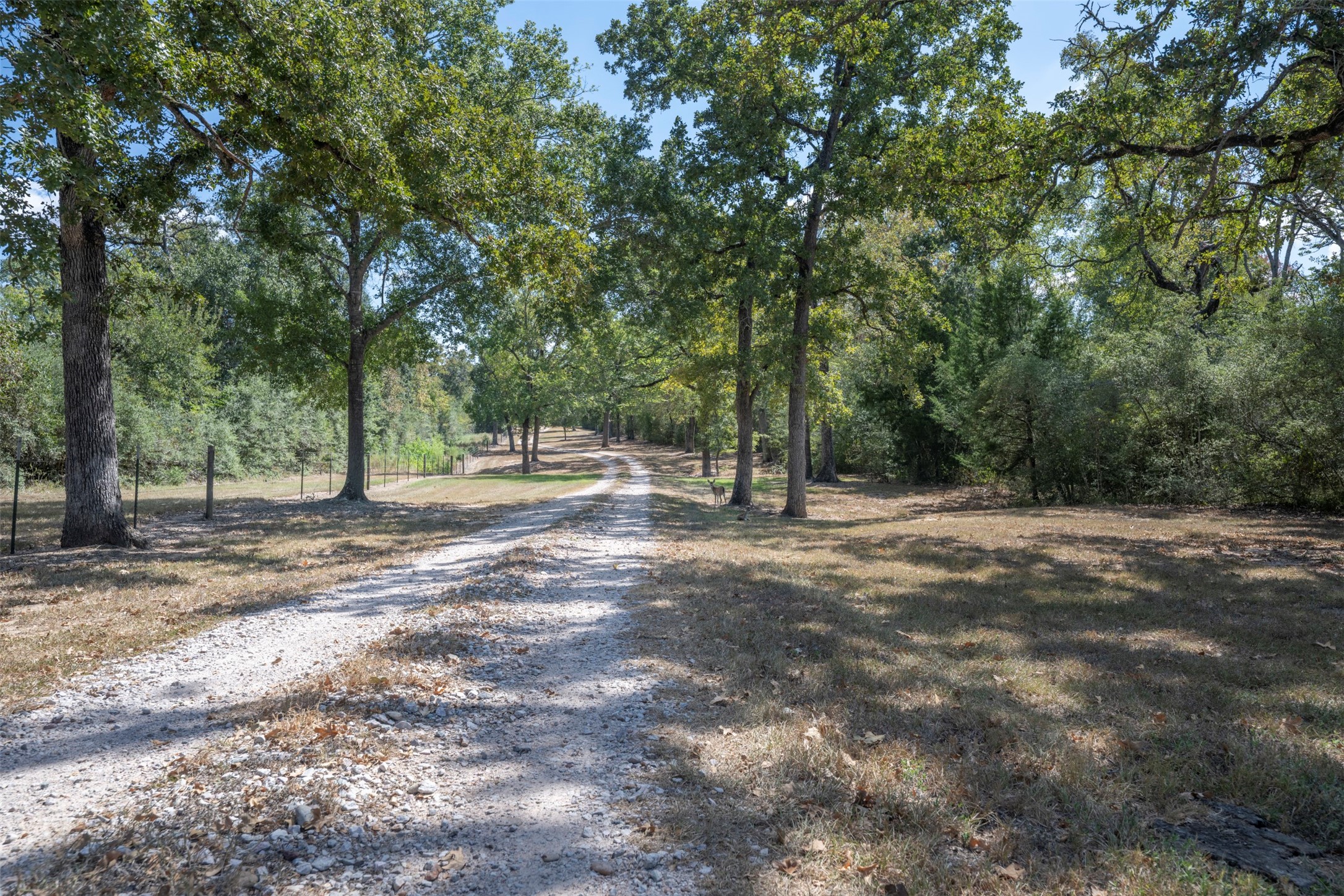 5960 Schoenau Road Brenham, TX 77833 - Photo 47 of 49 a view of outdoor space with trees