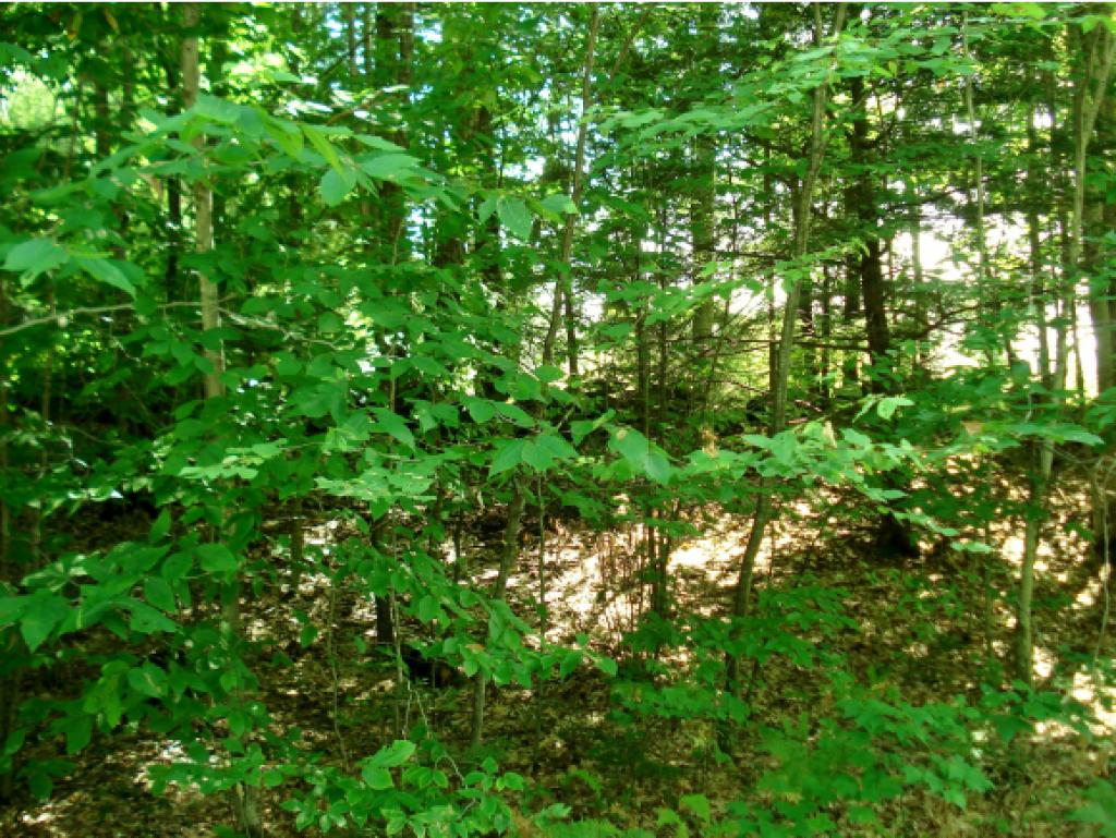 726 Lot 2) Salisbury Road Franklin, NH 03235 - Photo 8 of 9