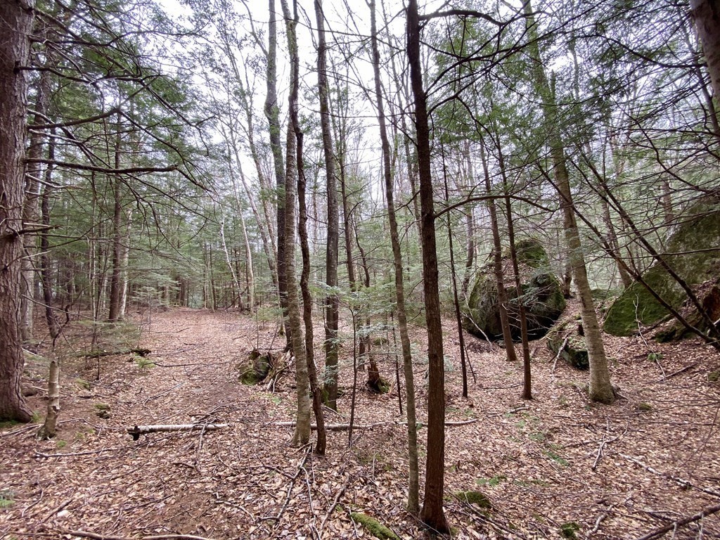 0 Hazelton Road Rowe, MA 01367 - Photo 4 of 12 a view of a forest filled with trees