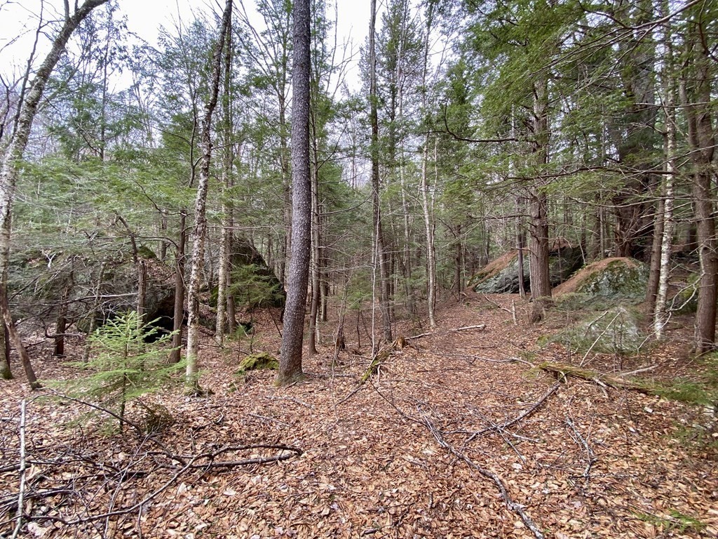 0 Hazelton Road Rowe, MA 01367 - Photo 9 of 12 a view of a forest filled with trees