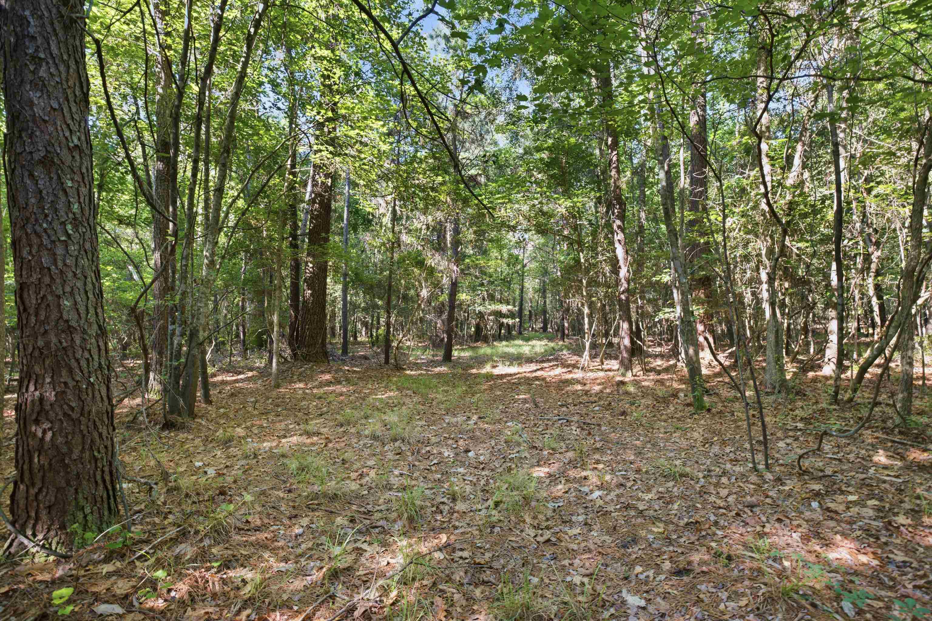 9475 Lake Swamp Road Nichols, SC 29581 - Photo 14 of 36