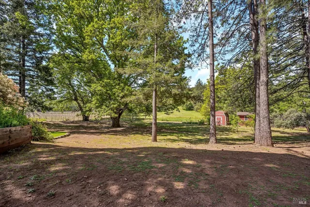 a view of a park with large trees