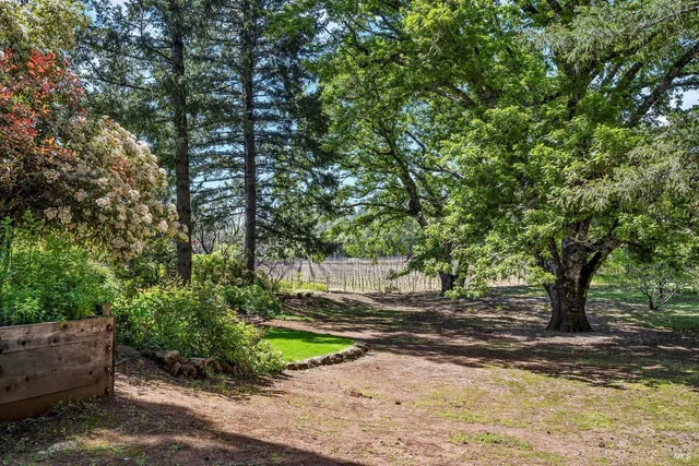 a view of a yard with plants and trees