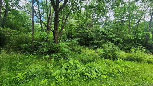 a view of a lush green forest