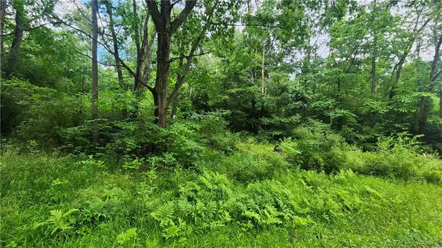 a view of a lush green forest
