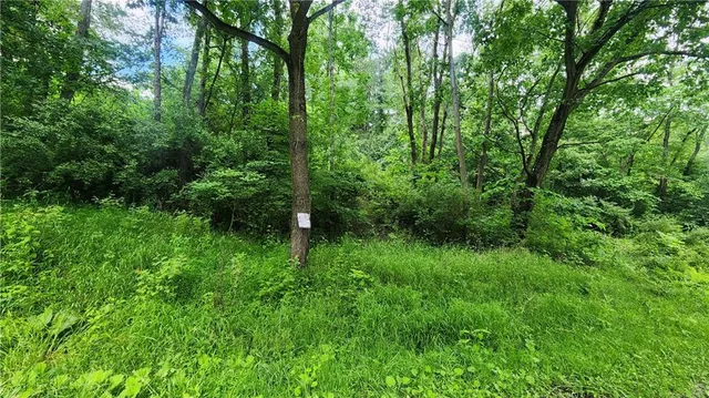 a view of a lush green forest