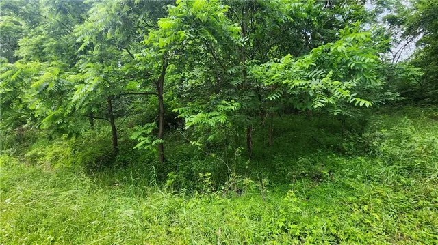 a view of a lush green forest