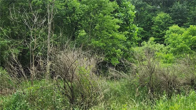 a view of a lush green forest