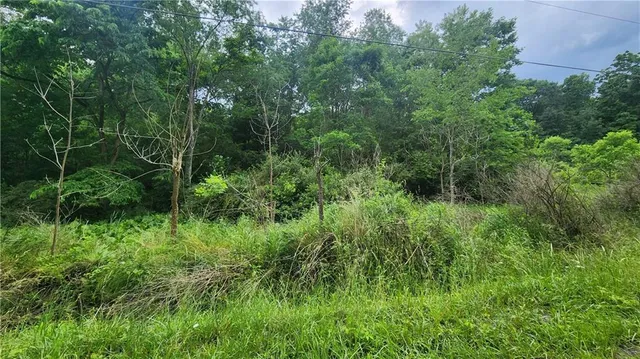 a view of a lush green forest