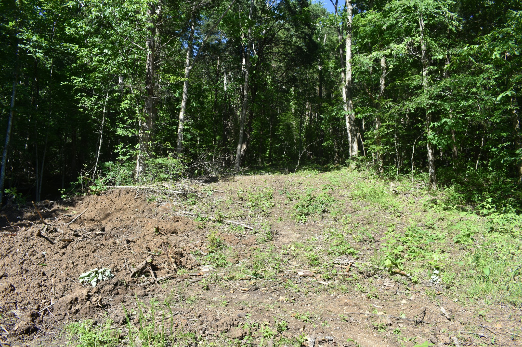 0 Ballenger Road Carthage, TN 37030 - Photo 3 of 19 a view of a yard with plants and trees