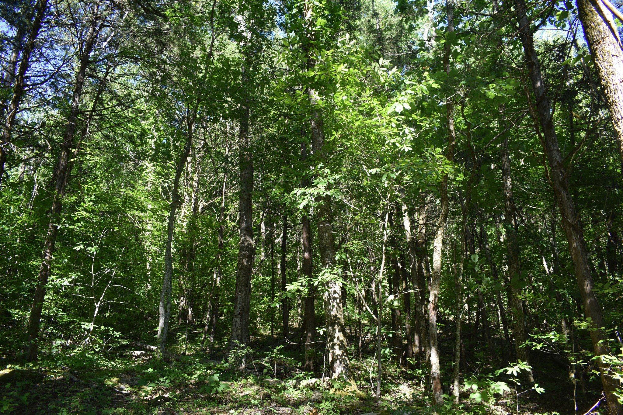 0 Ballenger Road Carthage, TN 37030 - Photo 5 of 19 a view of a lush green forest