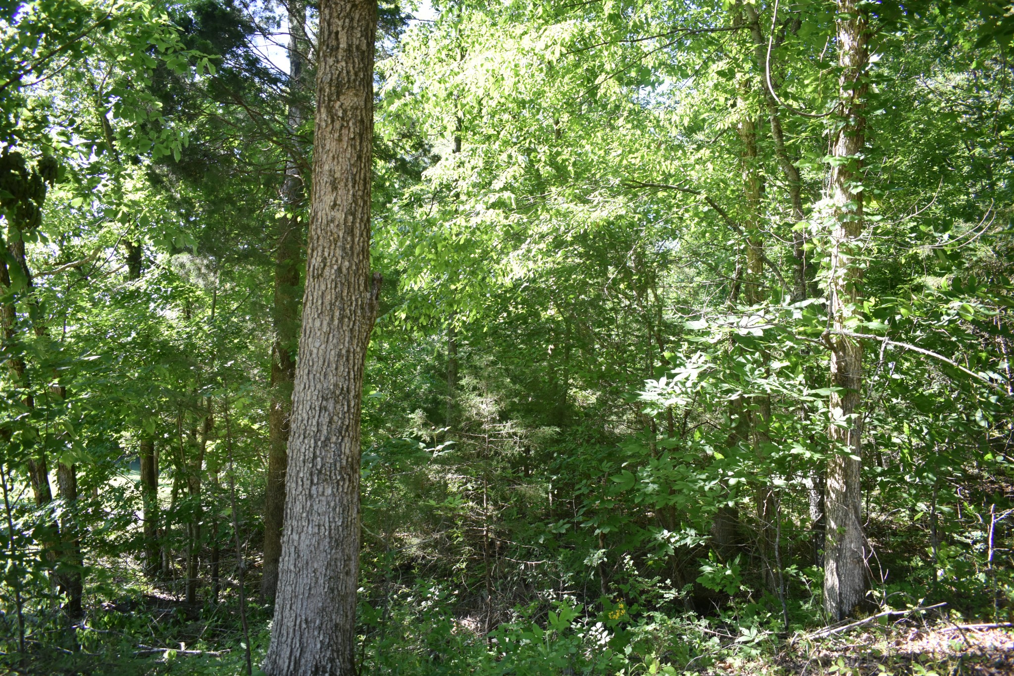 0 Ballenger Road Carthage, TN 37030 - Photo 6 of 19 a view of a lush green forest