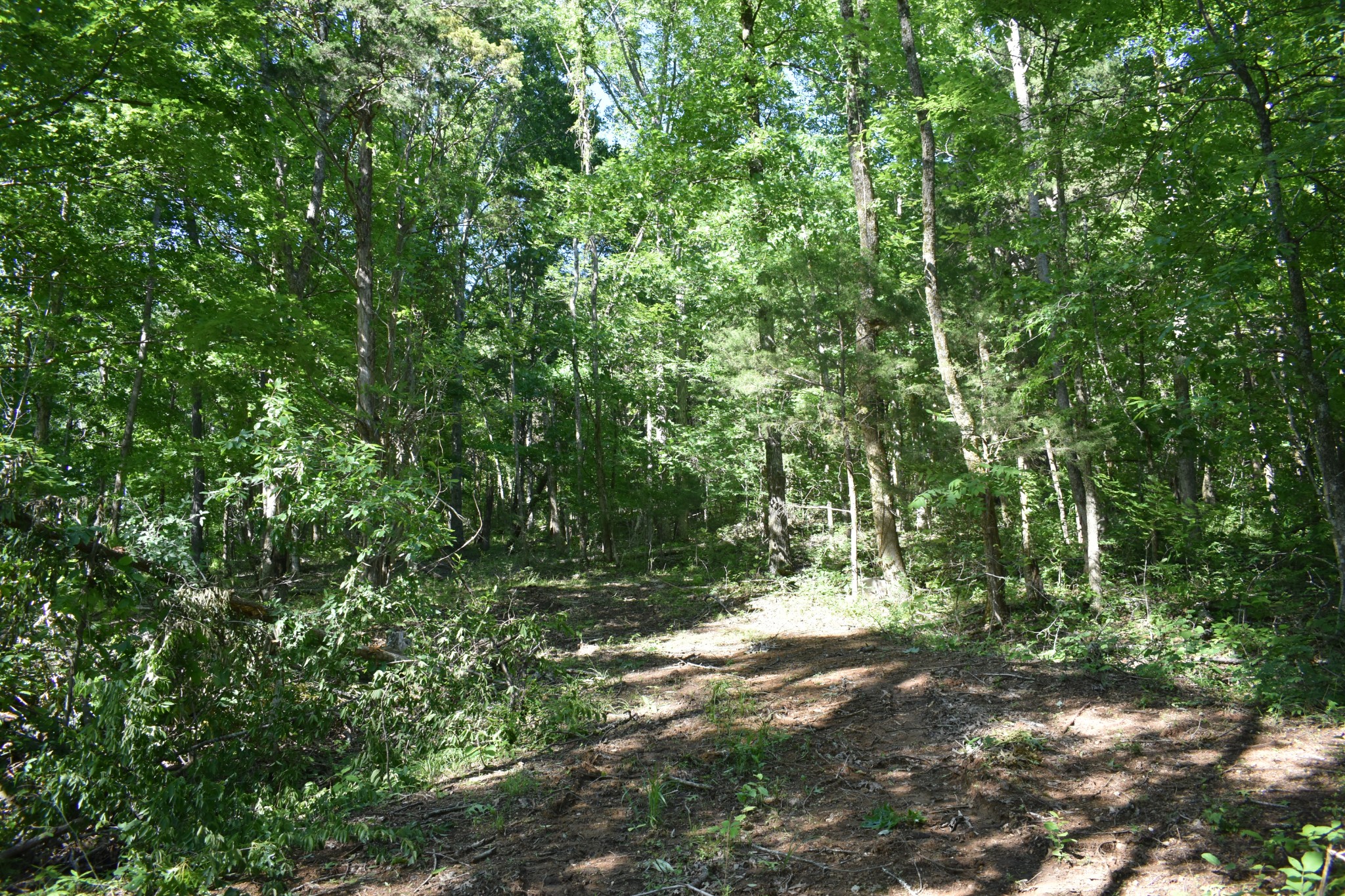 0 Ballenger Road Carthage, TN 37030 - Photo 7 of 19 a view of a yard with a tree